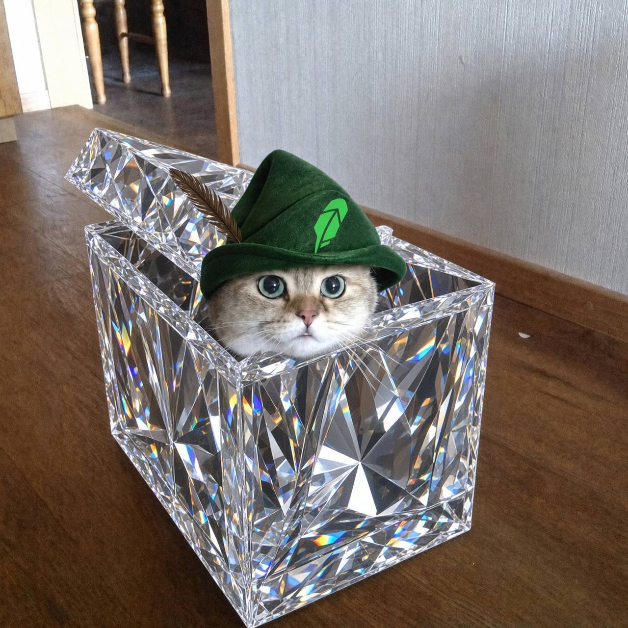 Boxedcat meme
